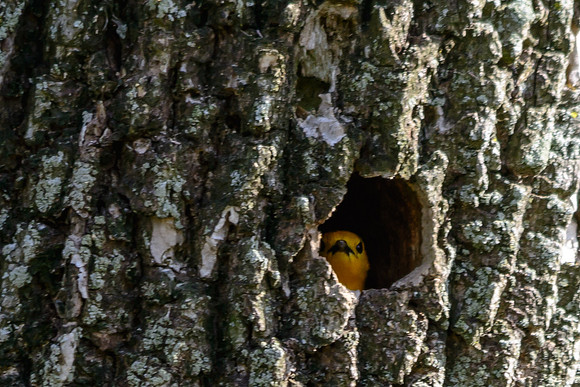 Prothonotary Warbler