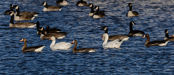 Mixed Geese