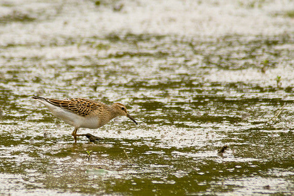 Pectoral Sandpiper
