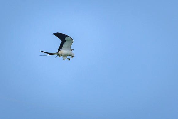 Swallow-tailed Kite
