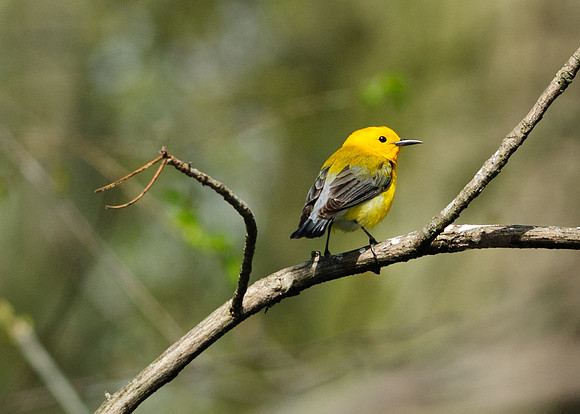 Prothonotary Warbler Big Island Wildlife Area, Marion OH