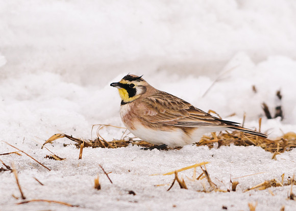 Horned Lark