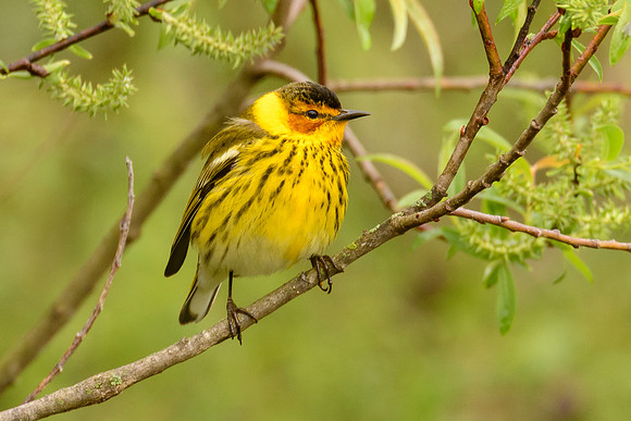 Cape May Warbler