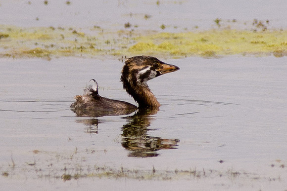 Pied Billed Grebe, Big Island Wildlife Area, Marion Ohio