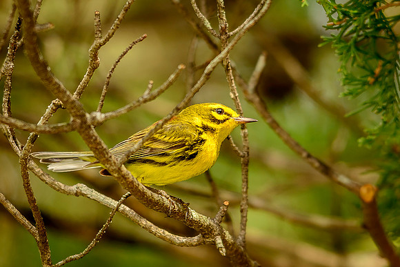 Prairie Warbler