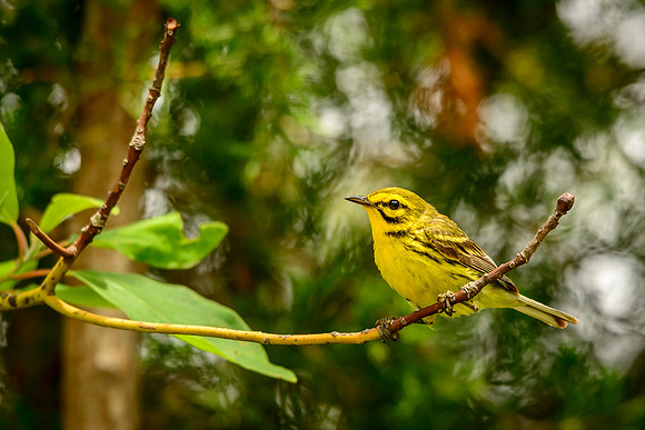 Prairie Warbler