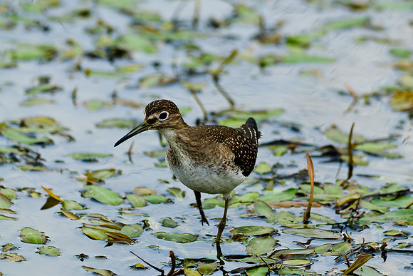 Solitary Sandpiper