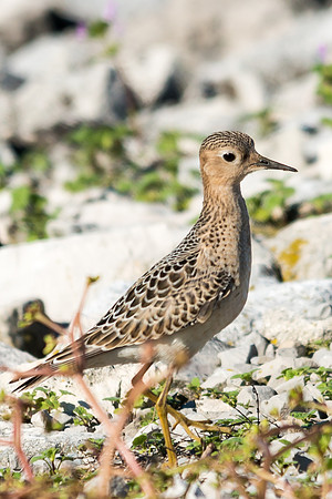 Buff Breasted Sandpiper