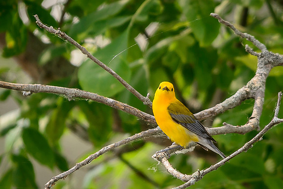 Prothonotary Warbler