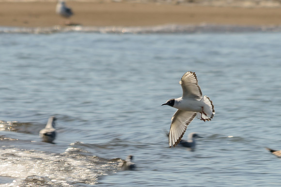 Bonaparte's Gull