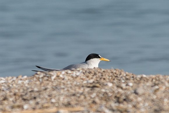 Least Tern