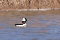 Bufflehead