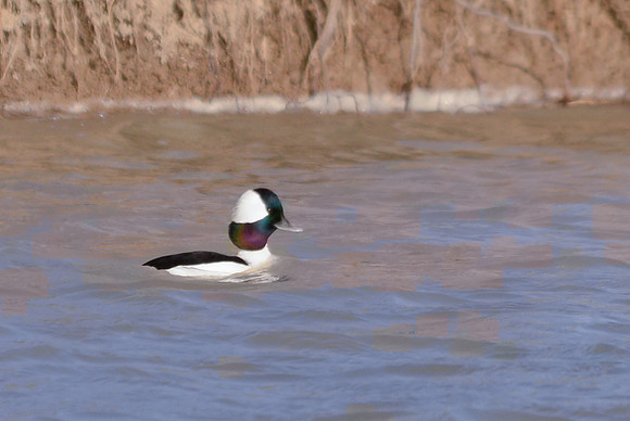 Bufflehead