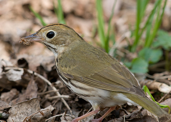 Ovenbird