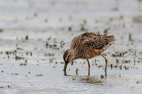 Short-billed Dowitcher