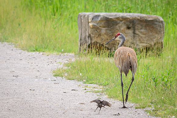 Male Sandhill Crane
