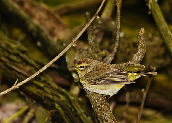 Palm Warbler; Magee Marsh, Lake Erie Ohio