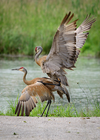 Sandhill Crane Pair