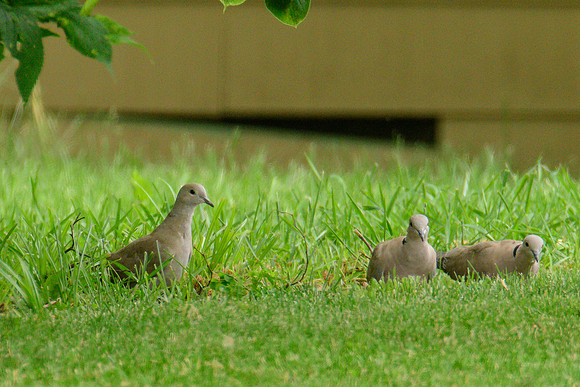 White-winged Dove