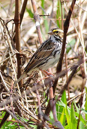 Savannah Sparrow