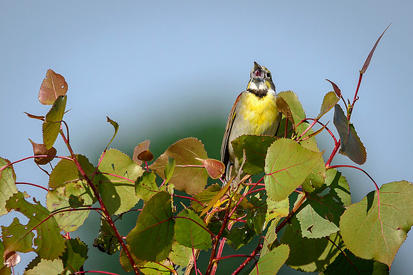 Dickcissel