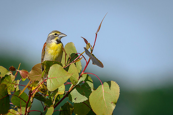 Dickcissel