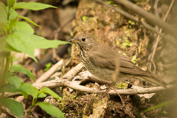 Grey-cheeked Thrush