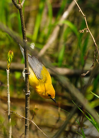 Prothonotary Warbler; Lawrence Woods, Kenton  OH