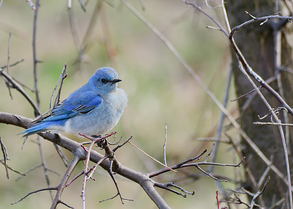 Mountain Bluebird