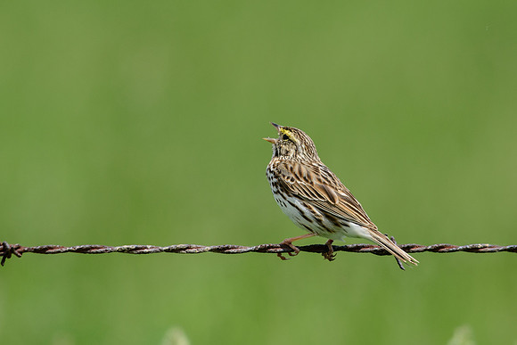 Savannah Sparrow
