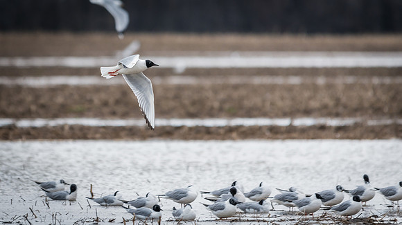 Bonaparte's Gull