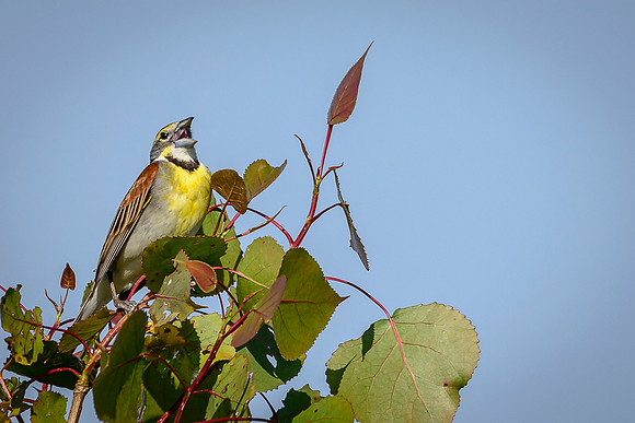 Dickcissel