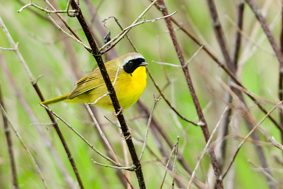 Common Yellowthroat Warbler ; Killdeer Plains WA, Harpster OH