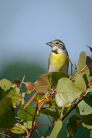Dickcissel