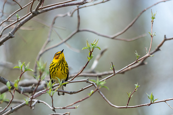 Cape May Warbler