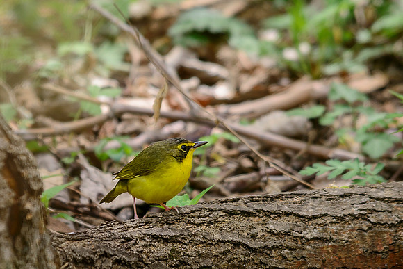 Kentucky Warbler