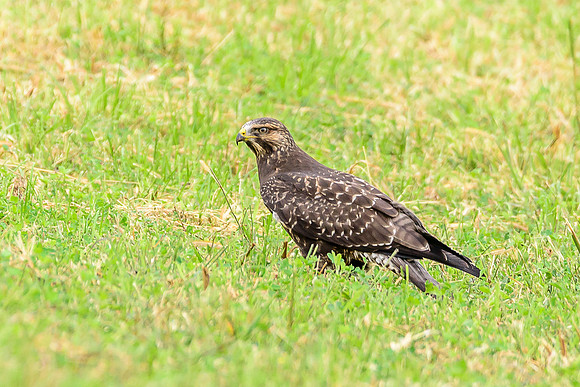 Swainson's Hawk