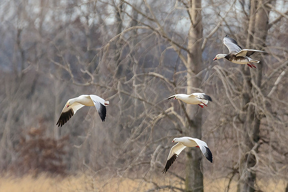 Mixed Winter Geese Landing 1