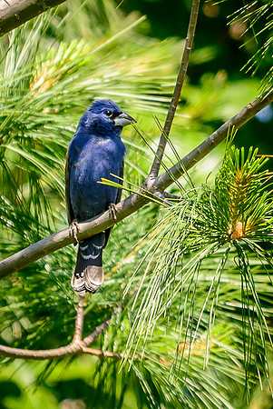Blue Grosbeak; Batelle Darby Metro Park, Columbus Ohio