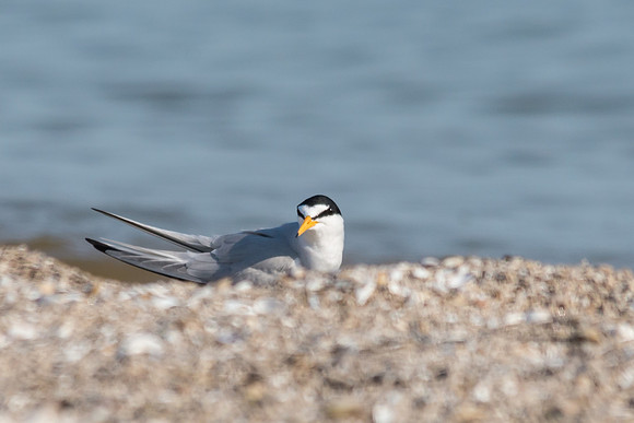 Least Tern