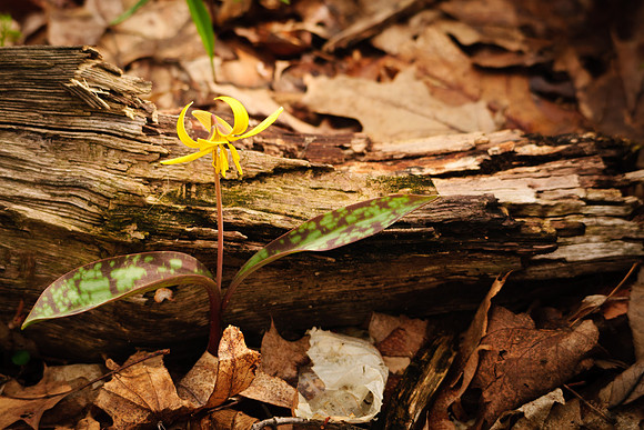 Yellow Trout Lily; Lawrence Woods, Kenton OH