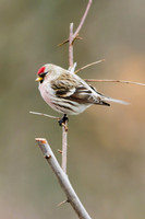 Common Redpoll