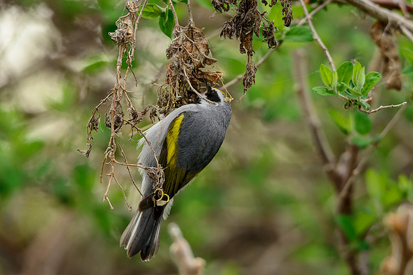 Golden-winged Warbler