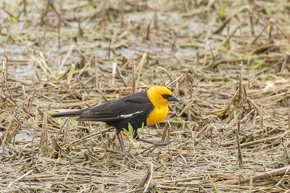 Yellow-headed Blackbird