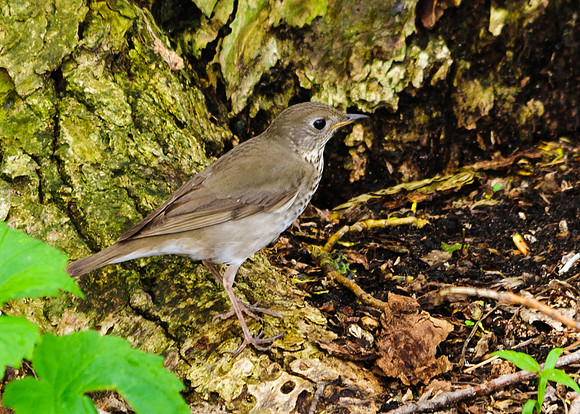 Grey Cheeked Thrush ; Magee Marsh, Lake Erie OH
