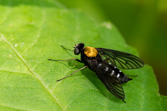 Gold-backed Snipe Fly