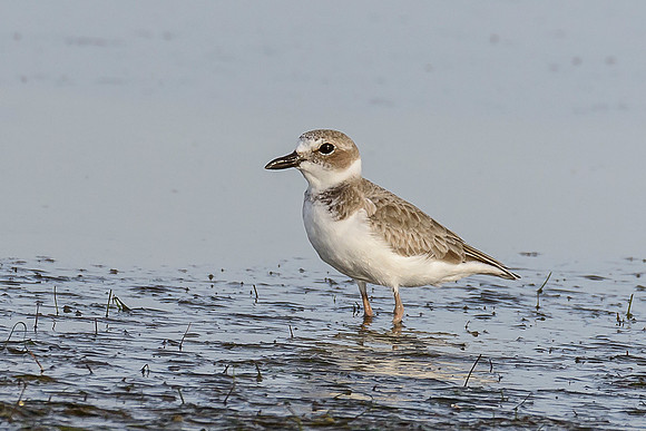 Wilson's Plover