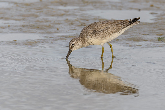 Short-billed Dowitcher
