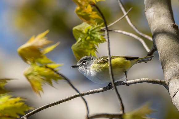 Blue-headed Vireo