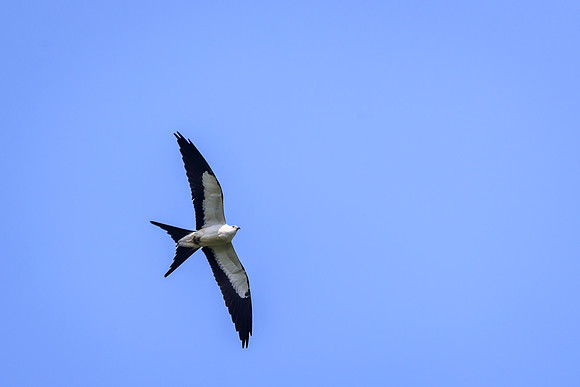 Swallow-tailed Kite